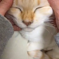 撫でられて目をつぶる猫2
