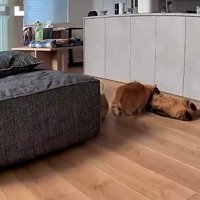 じゃれるふたり