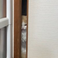 俯いてやや口を開いている猫