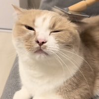 ブラッシングされる猫の写真1