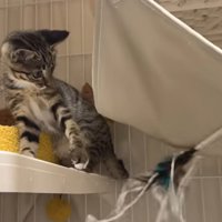 猫じゃらしで遊んでいる子猫
