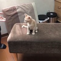 椅子の上でおすわりしている猫