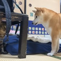 テーブルの下に座る犬とキジトラ