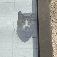 障子から頭を出す猫