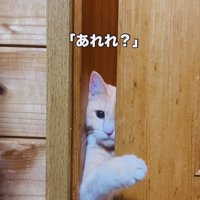 引き戸を開けようとするクリーム茶トラ猫
