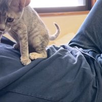 おなかに乗る猫