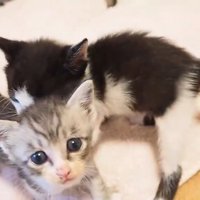 寄り添う2匹の子猫
