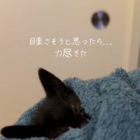 顔をタオルに半分埋めている子猫