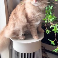 空気清浄機に乗る猫