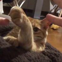 じゃんけんをする飼い主たちに向かって前足を伸ばす猫