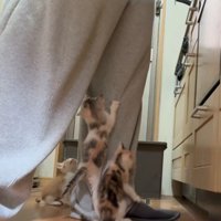 足に群がる子猫たち