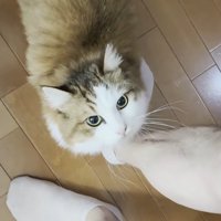 見上げる姿