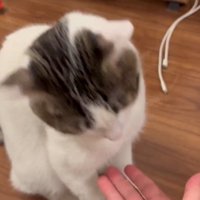 頭を下げる猫