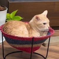 ハンモックに入っている猫
