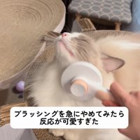 顔周りをブラッシング