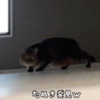 たぬき発見