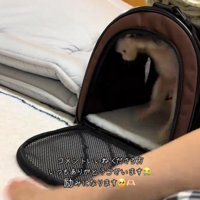 天井に頭をぶつける猫