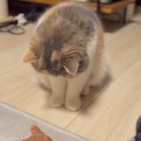指、左向く猫
