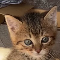 子猫の顔