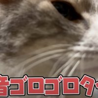 喉を鳴らして投稿者にすり寄る猫