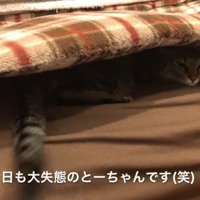 ソファの座布団の下に潜り込んでいる猫