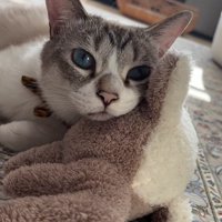 飼い主さんを見る猫