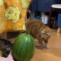 飼い主の手の中にあるスイカを、体の毛を逆立てながら見つめる茶トラ猫