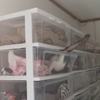 ケースの中に入っていく猫4