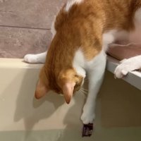 飴を掴んでいる茶白猫