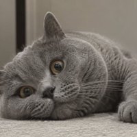 室内にいる猫