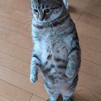 立っている猫