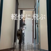 ジャンプするキジトラ猫（軽快に飛ぶ）