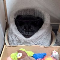 三角形の姿に見えている猫