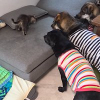 犬たちに見つめられる猫