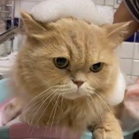 バスタブに肘をついて静かにしているミヌエット