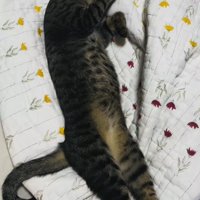 布団の上で眠るキジトラ猫