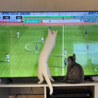 画面の中のボールに飛びかかる白猫