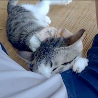 脇の匂いを嗅ぐ猫