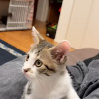 座る子猫