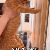 後ろ足を壁につく