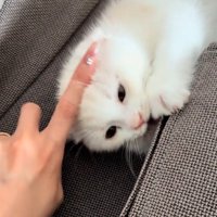 なでられる猫