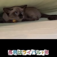 すきまに入っている子猫