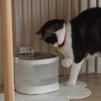 給水器の前の猫