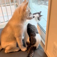 ピッタリくっつく赤ちゃん犬