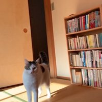 見つめる猫