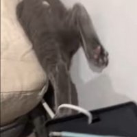 ベッドの隙間から後ろ足としっぽが見える猫
