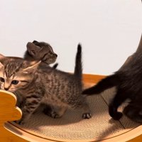 ホイールに乗る3匹