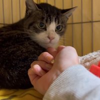 手からちゅーるを食べる猫