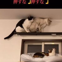 押す猫
