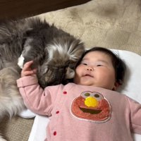 体を寄せてくる猫を撫でる赤ちゃん